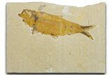 Bargain, Fossil Fish (Knightia) - Wyoming #344732-1
